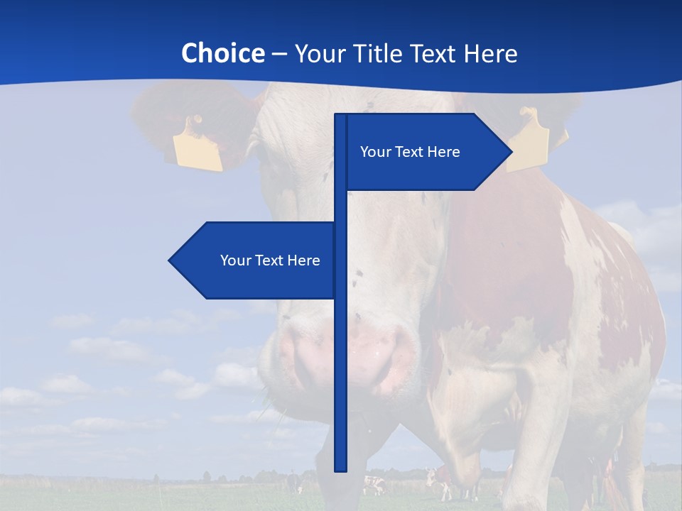 A Cow Standing In A Field With A Sky Background PowerPoint Template
