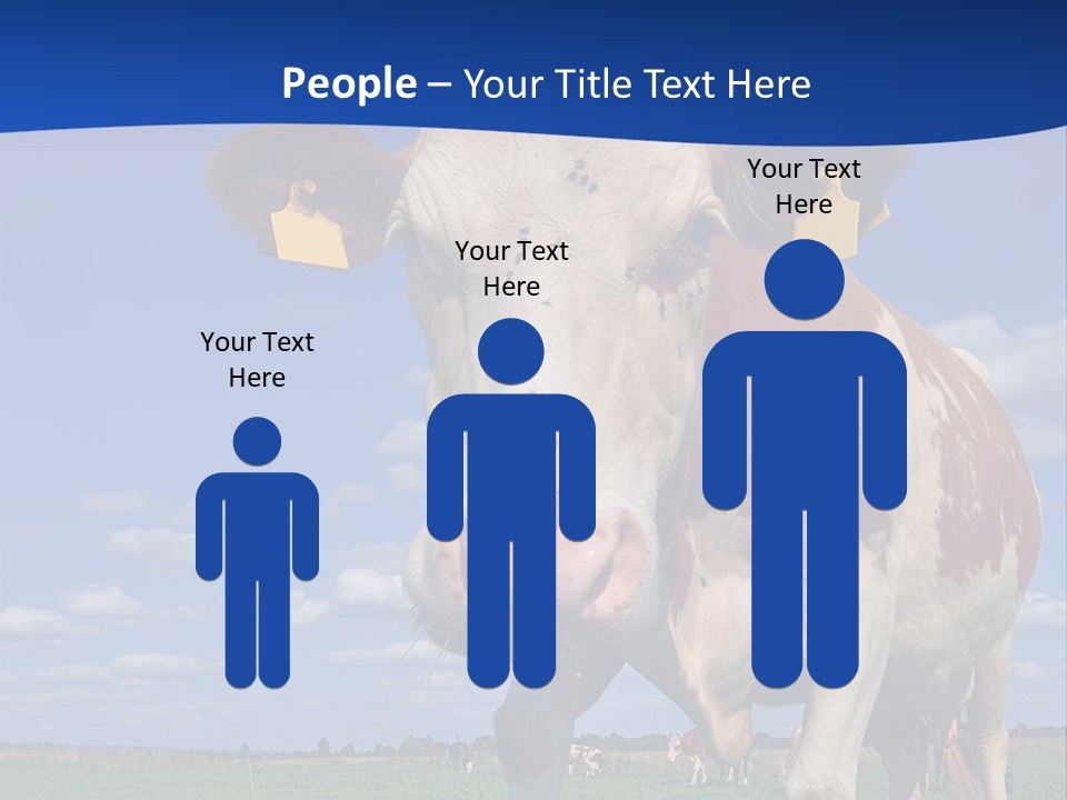 A Cow Standing In A Field With A Sky Background PowerPoint Template