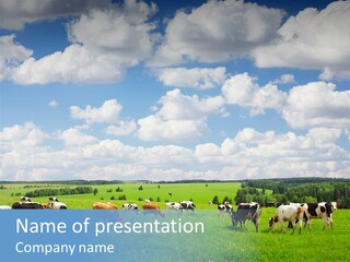 A Herd Of Cattle Grazing On A Lush Green Field PowerPoint Template