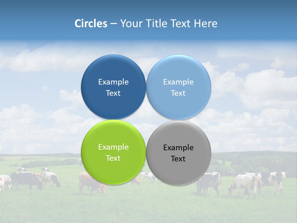 A Herd Of Cattle Grazing On A Lush Green Field PowerPoint Template