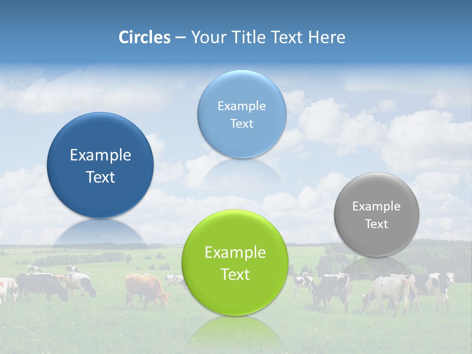 A Herd Of Cattle Grazing On A Lush Green Field PowerPoint Template