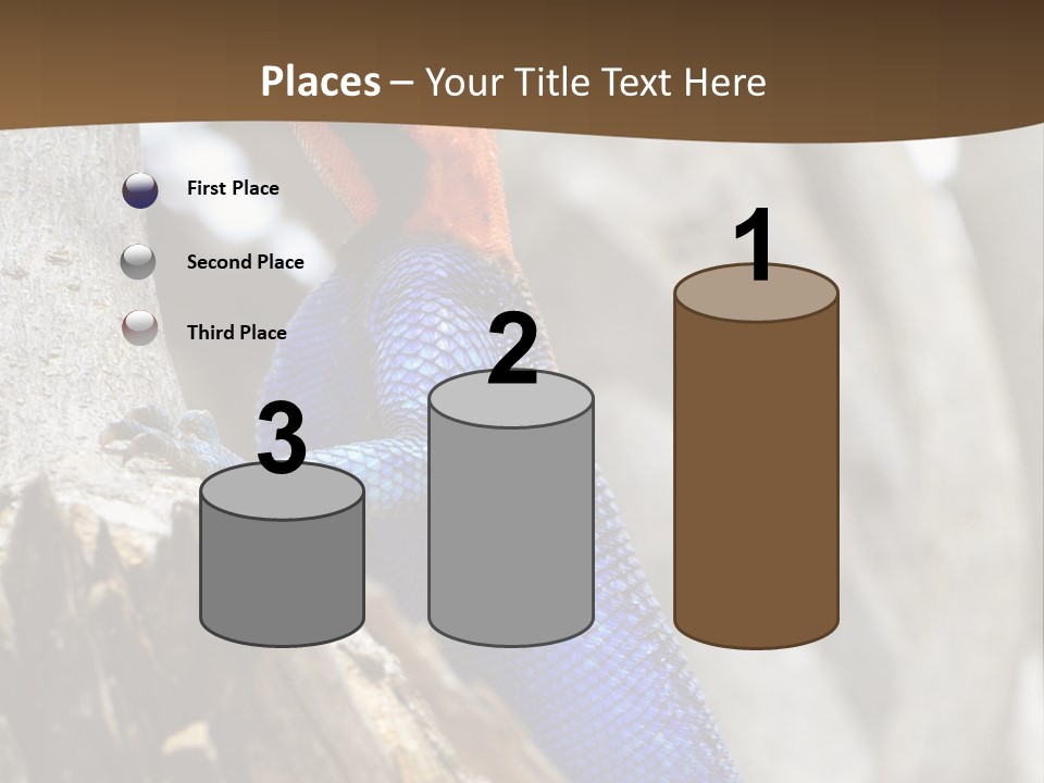 Agama Agama Colourful Colorful PowerPoint Template