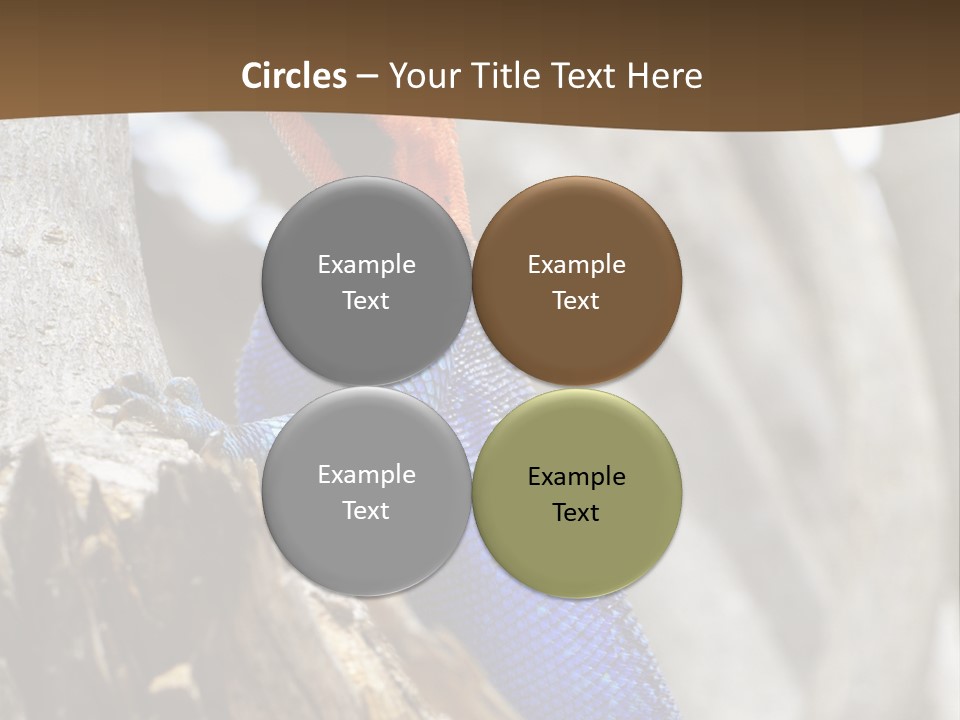 Agama Agama Colourful Colorful PowerPoint Template