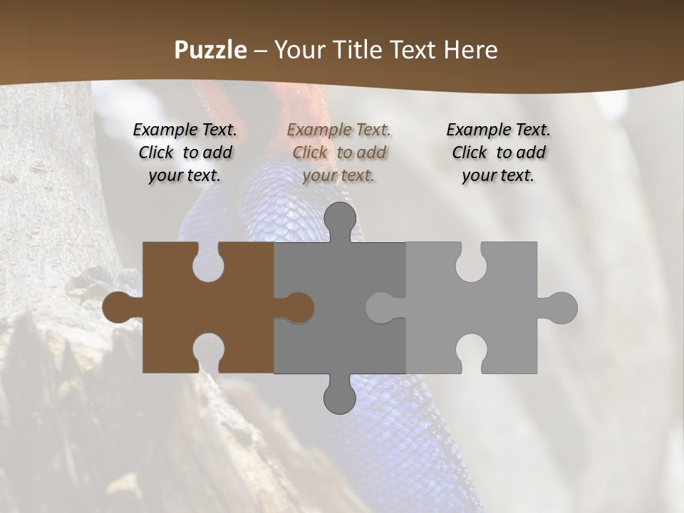 Agama Agama Colourful Colorful PowerPoint Template