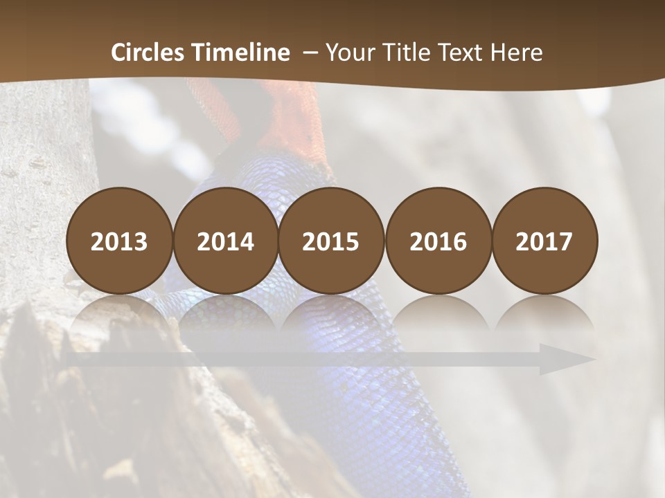 Agama Agama Colourful Colorful PowerPoint Template