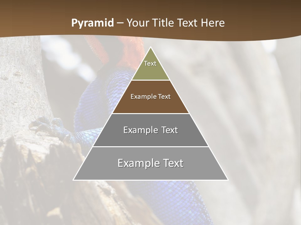 Agama Agama Colourful Colorful PowerPoint Template