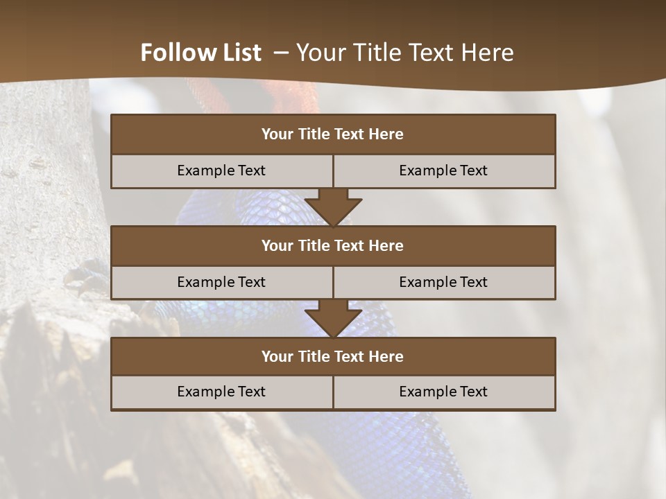 Agama Agama Colourful Colorful PowerPoint Template