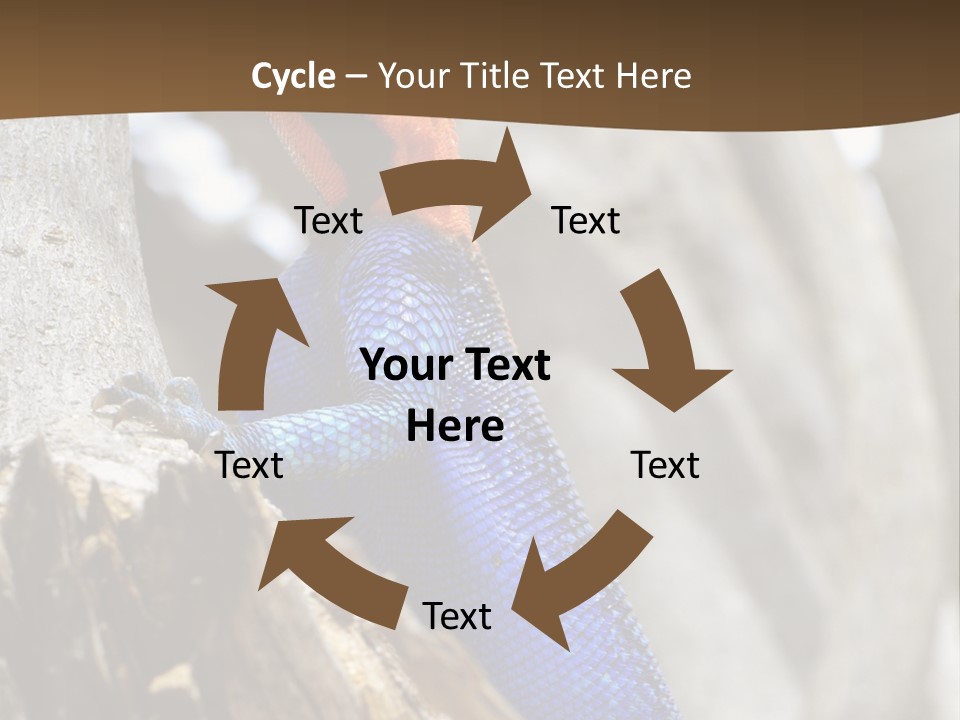 Agama Agama Colourful Colorful PowerPoint Template