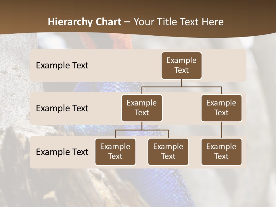 Agama Agama Colourful Colorful PowerPoint Template