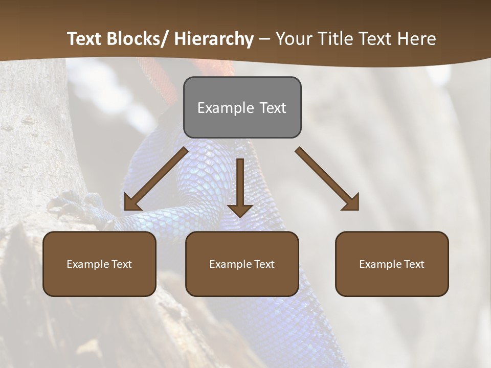 Agama Agama Colourful Colorful PowerPoint Template