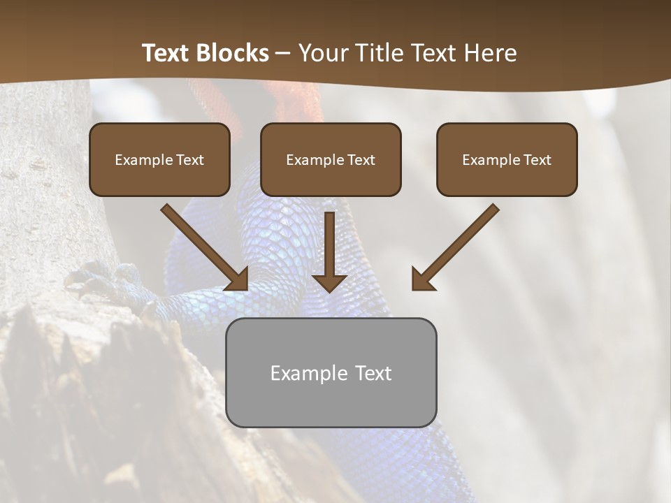 Agama Agama Colourful Colorful PowerPoint Template