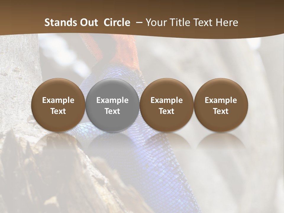 Agama Agama Colourful Colorful PowerPoint Template