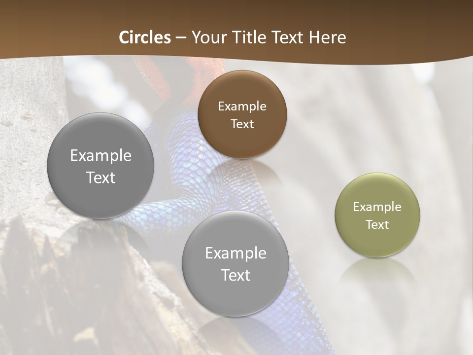 Agama Agama Colourful Colorful PowerPoint Template