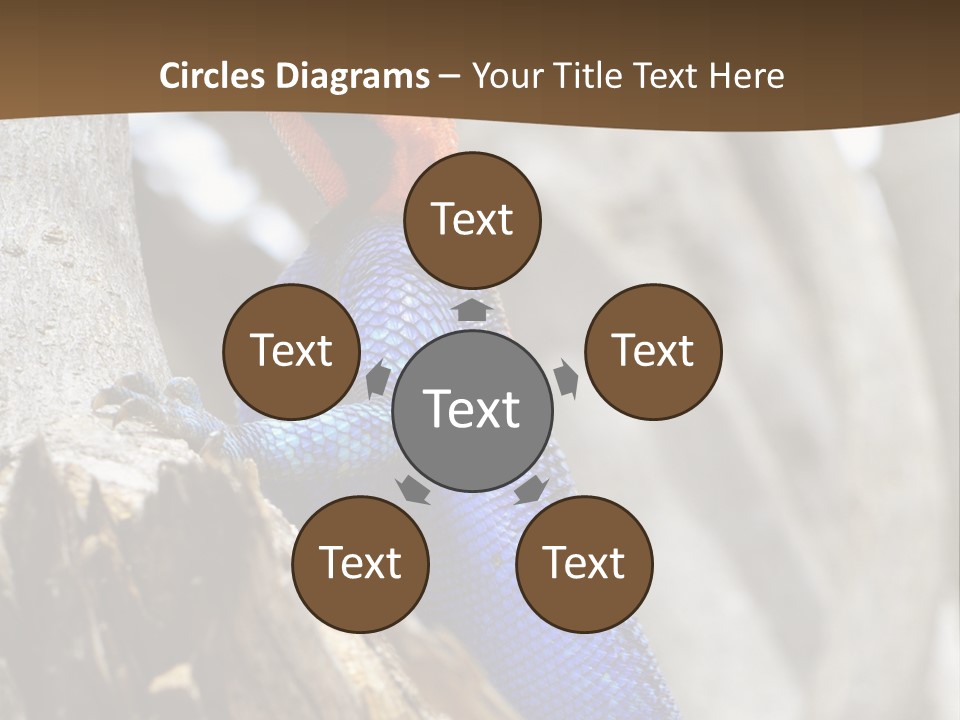 Agama Agama Colourful Colorful PowerPoint Template