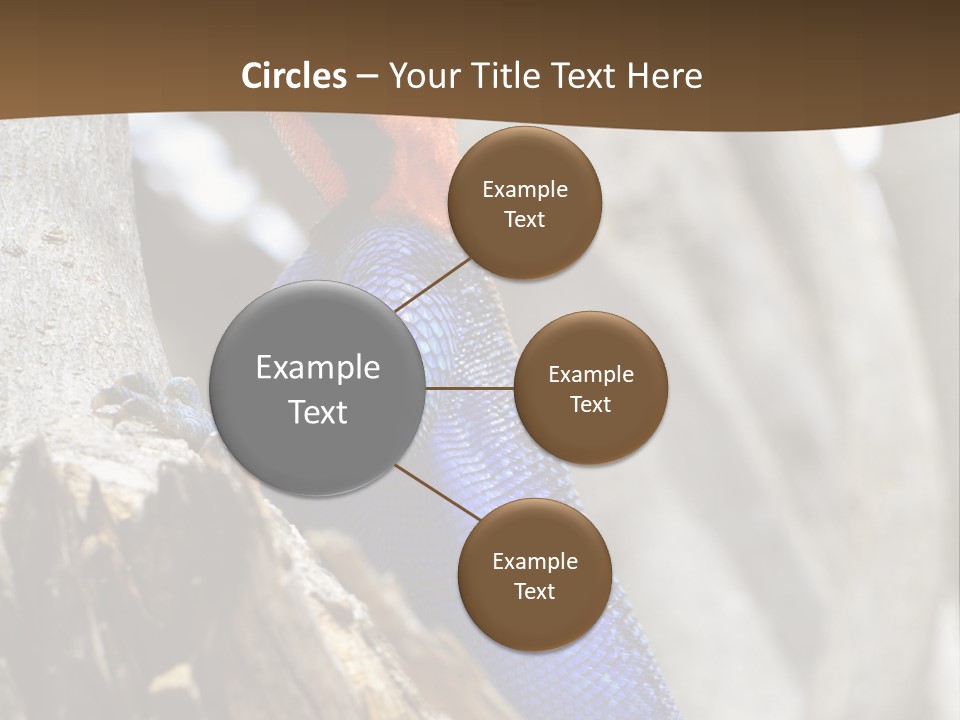 Agama Agama Colourful Colorful PowerPoint Template