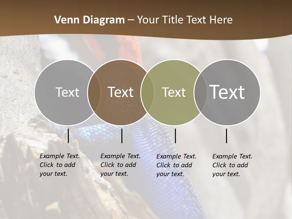 Agama Agama Colourful Colorful PowerPoint Template