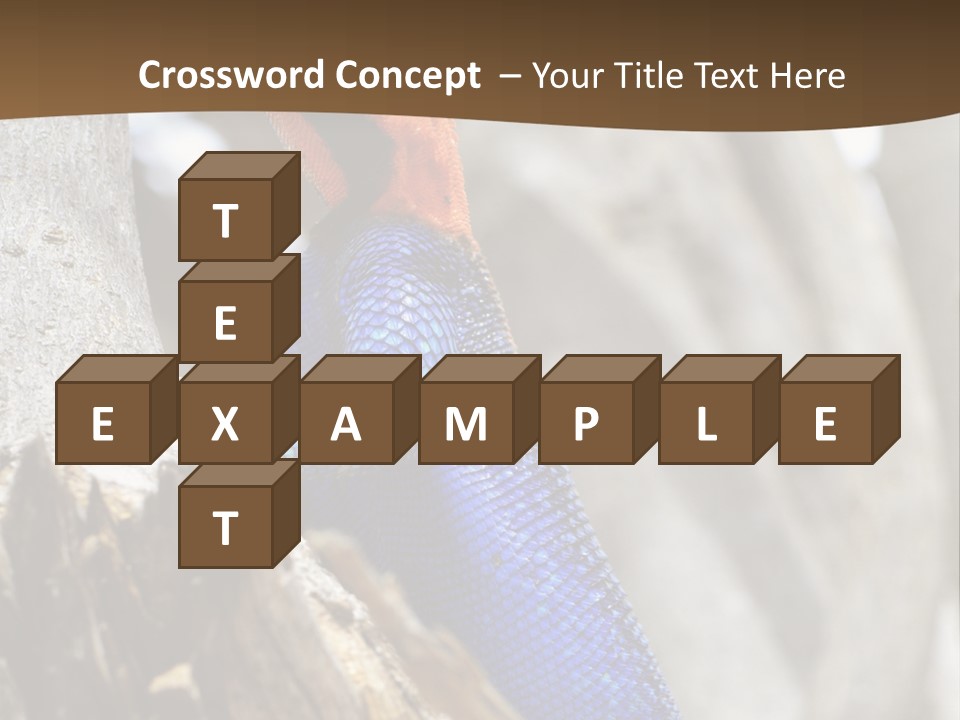 Agama Agama Colourful Colorful PowerPoint Template