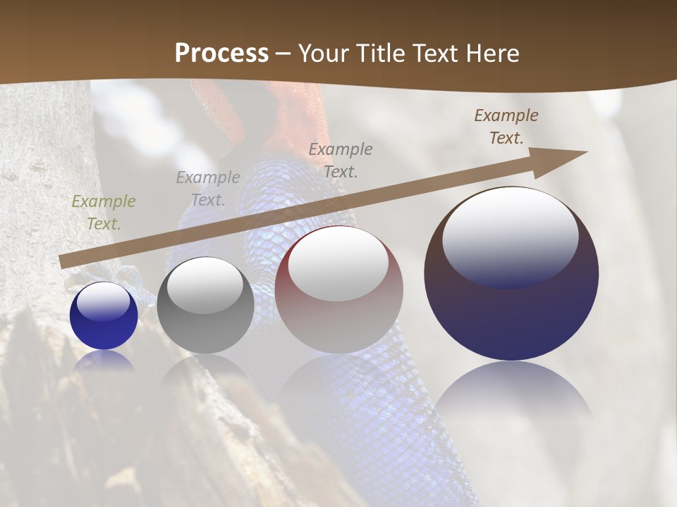 Agama Agama Colourful Colorful PowerPoint Template