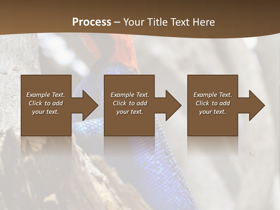Agama Agama Colourful Colorful PowerPoint Template