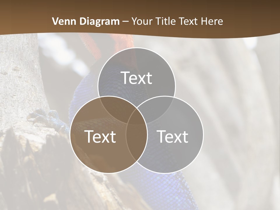 Agama Agama Colourful Colorful PowerPoint Template