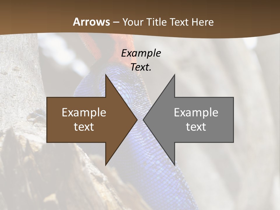 Agama Agama Colourful Colorful PowerPoint Template