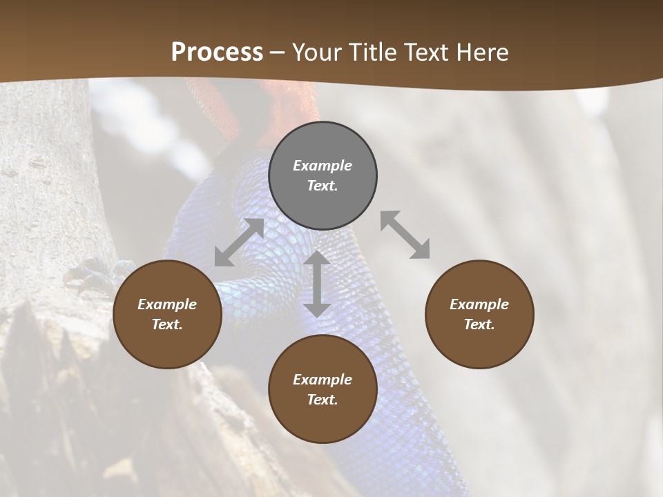 Agama Agama Colourful Colorful PowerPoint Template