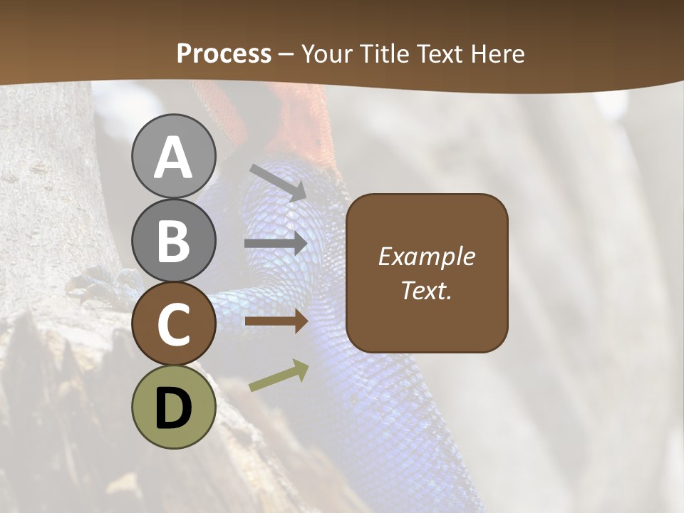 Agama Agama Colourful Colorful PowerPoint Template