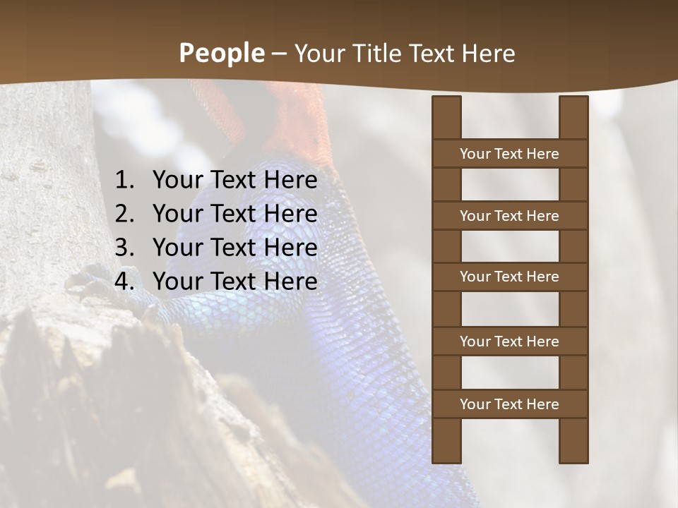 Agama Agama Colourful Colorful PowerPoint Template