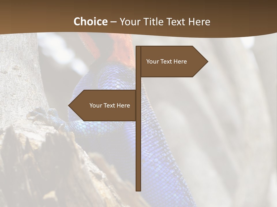 Agama Agama Colourful Colorful PowerPoint Template