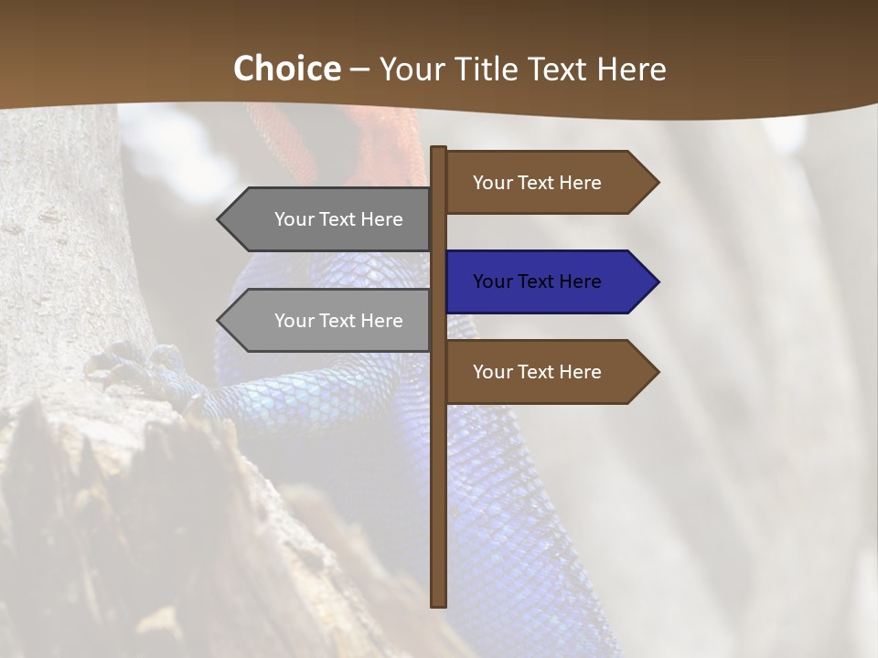 Agama Agama Colourful Colorful PowerPoint Template