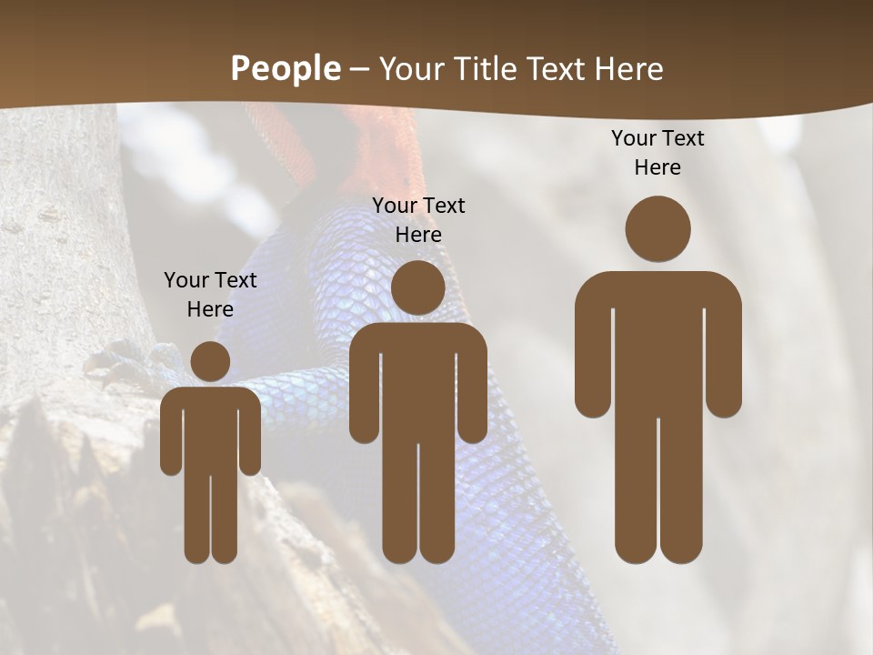 Agama Agama Colourful Colorful PowerPoint Template