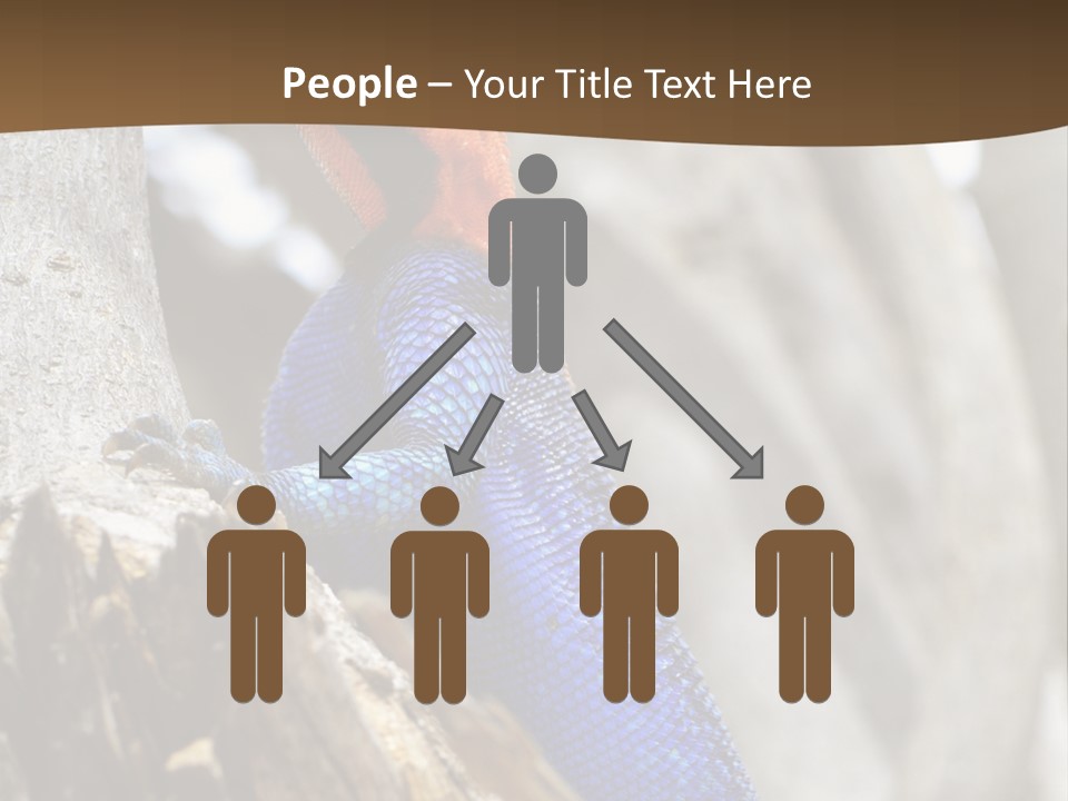 Agama Agama Colourful Colorful PowerPoint Template