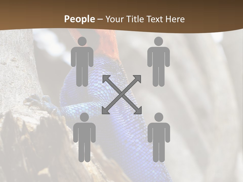 Agama Agama Colourful Colorful PowerPoint Template