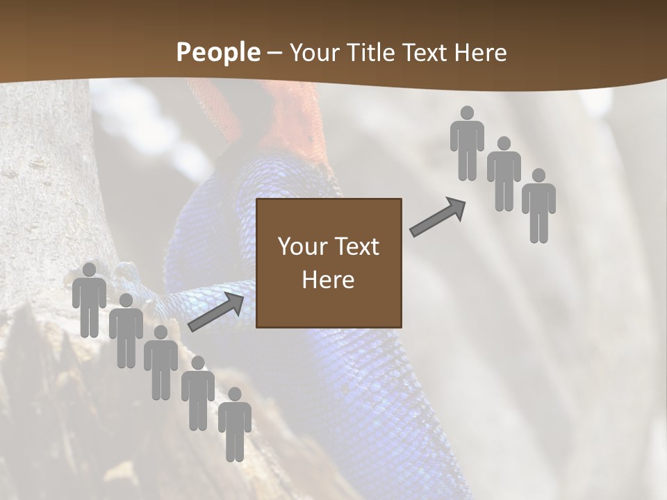 Agama Agama Colourful Colorful PowerPoint Template