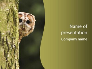 Owl Wildlife Hawk Conservancy PowerPoint Template