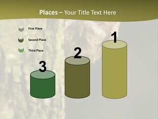 Owl Wildlife Hawk Conservancy PowerPoint Template