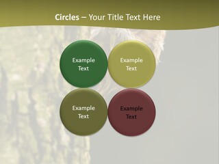 Owl Wildlife Hawk Conservancy PowerPoint Template