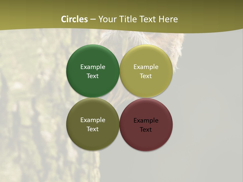 Owl Wildlife Hawk Conservancy PowerPoint Template