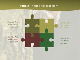 Owl Wildlife Hawk Conservancy PowerPoint Template