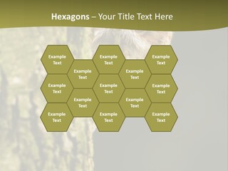 Owl Wildlife Hawk Conservancy PowerPoint Template