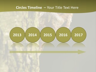Owl Wildlife Hawk Conservancy PowerPoint Template