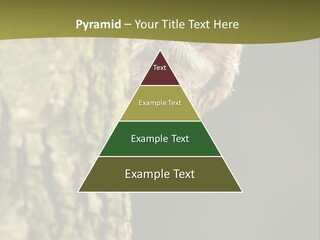 Owl Wildlife Hawk Conservancy PowerPoint Template