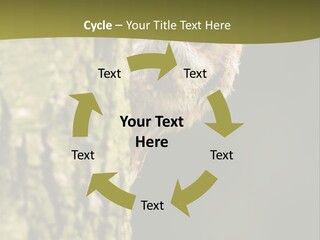 Owl Wildlife Hawk Conservancy PowerPoint Template
