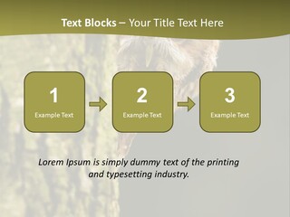 Owl Wildlife Hawk Conservancy PowerPoint Template