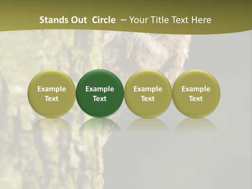 Owl Wildlife Hawk Conservancy PowerPoint Template