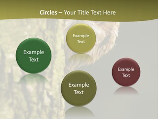 Owl Wildlife Hawk Conservancy PowerPoint Template