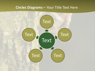 Owl Wildlife Hawk Conservancy PowerPoint Template