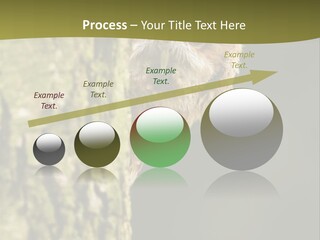 Owl Wildlife Hawk Conservancy PowerPoint Template
