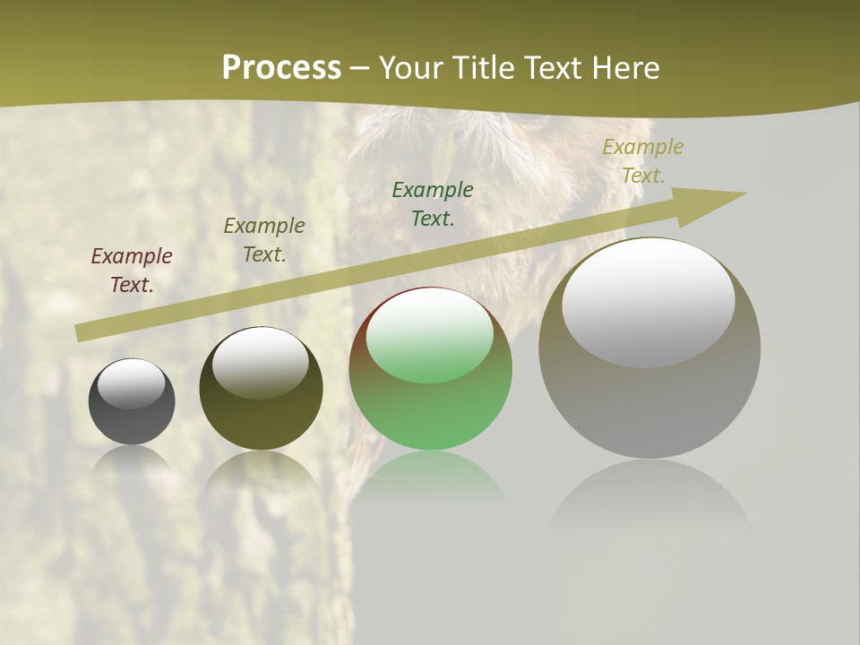 Owl Wildlife Hawk Conservancy PowerPoint Template