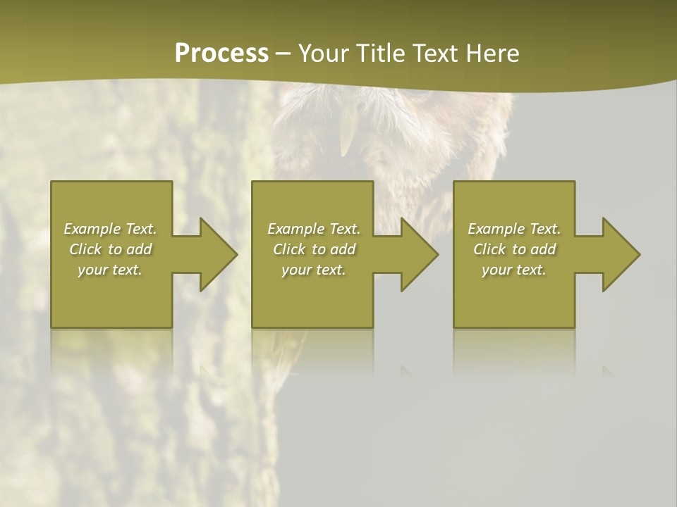 Owl Wildlife Hawk Conservancy PowerPoint Template